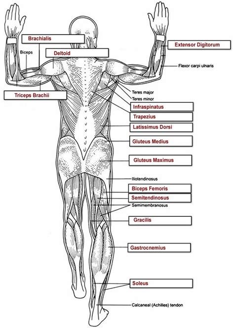 Human Muscle Diagram Labeled