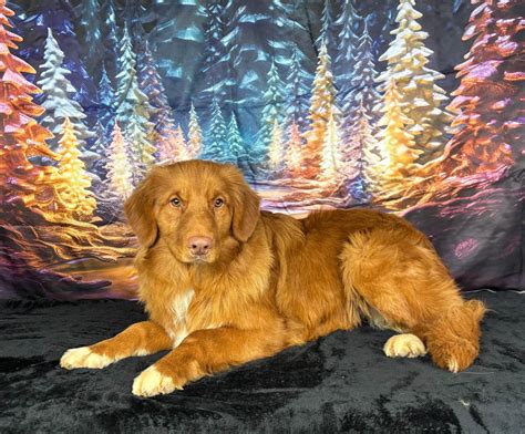 Nova Scotia Duck Tolling Retriever Puppies For Sale