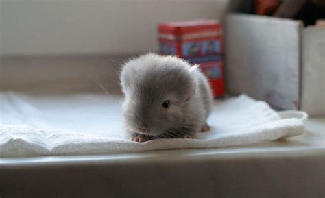 Super Cute Baby Chinchillas You Wont Believe Are Real Photos