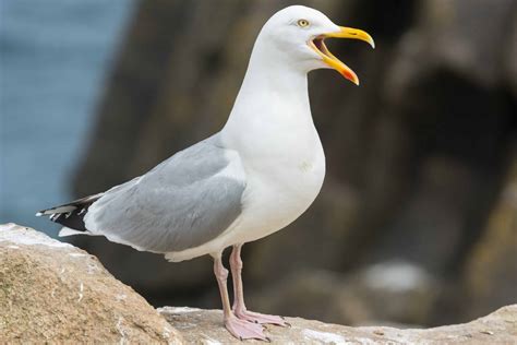 13 Types of Gulls (and Terns) Found in New Jersey! - Bird Watching HQ