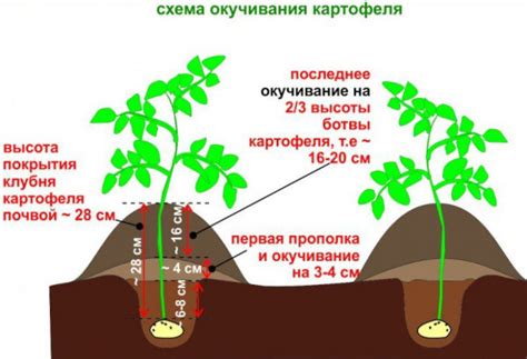 Картофель Пикассо. Описание сорта, фото, отзывы