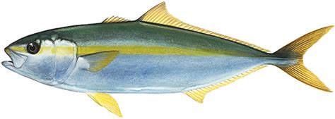 Yellowtail Kingfish Western Australian Recreational Fishing Rules