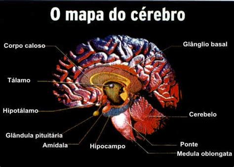 Como Funciona O Cerebro - Como Funciona o Cérebro