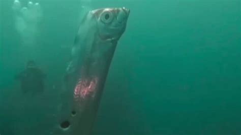 Watch: Rare deep sea oarfish spotted by divers off coast of Taiwan ...