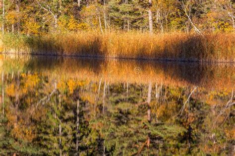 Water Reflection of Autumn Colors in the Forest Lake Stock Image - Image of reflections ...