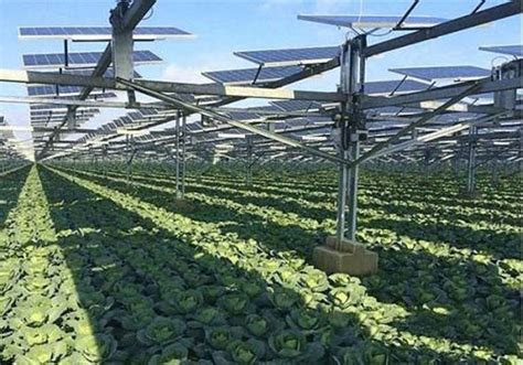 Sistemas Agrivoltaicos O Sistema Fotovoltaico Agr Cola Conocimiento