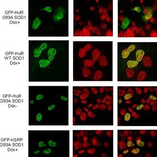 HuR Translocates To The Cytoplasm When G93A SOD1 Is Expressed