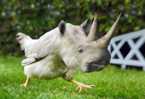 Удивительные породы гибридных животных, созданные при помощи Photoshop ...