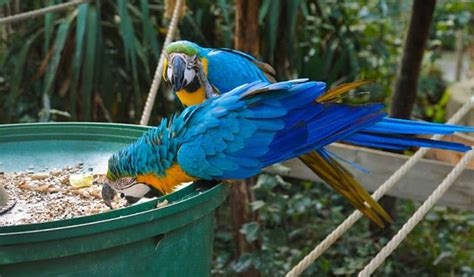 The Best Macaw Food for 2022 - Bird Nature