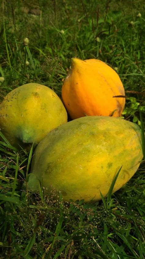 Orange papaya fruit stock photo. Image of produce, yellow - 187703770