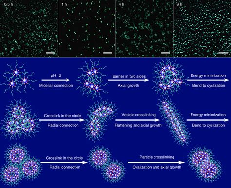 Hierarchical Self Assembly Strategy For Morphology Evolution Within The Download Scientific