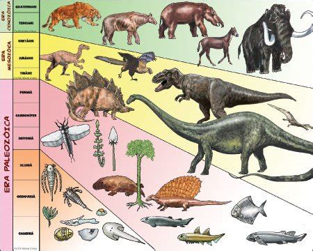 Ropa vestíbulo Están deprimidos cuales son las eras geologicas y sus