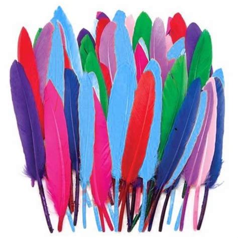 Multicolor Colourful Bird Feather at Rs 200/kg in Panipat | ID: 2849952753733