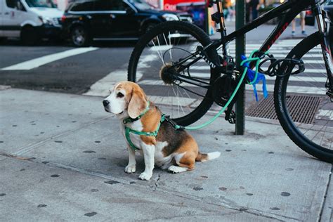 Adventure to Dog-Friendly Colorado Springs | Sidewalk Dog