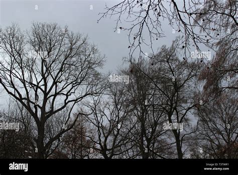 Trees Without Leaves In Winter Stock Photo Alamy