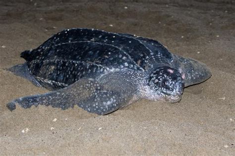 Tortuga Laúd Características Dónde Vive Y Alimentación