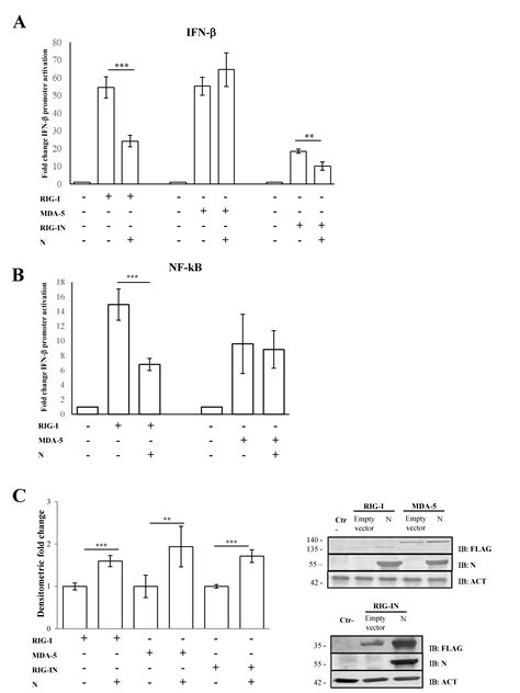 SARS-CoV-2 N Protein Targets TRIM25-Mediated RIG-I Activation to ... 