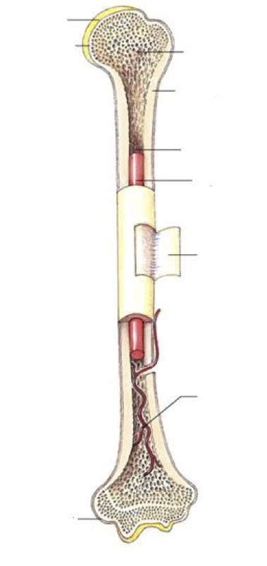 Bone Diagram 2 Diagram | Quizlet