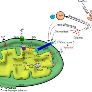 The impaired mitochondrial Ca 2+ signalling. Mitochondrial Ca 2 ... 