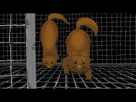 Furcoat - YouTube