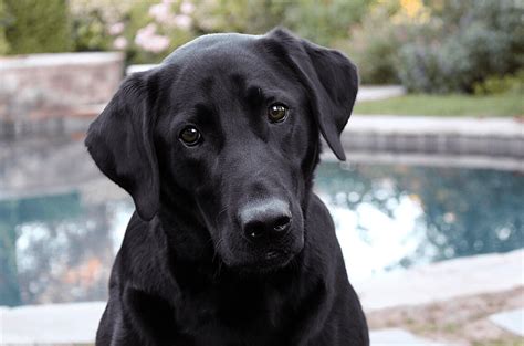 Australian Shepherd Lab Mix - Top Facts About The Aussiedor - Animal Corner