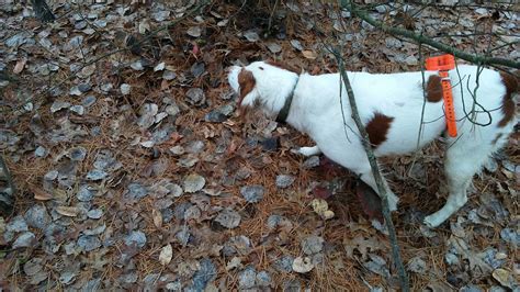 how to train hunting dogs