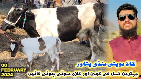 Dairy Cow Kala Mandi Peshawar New Updates Milk Cow