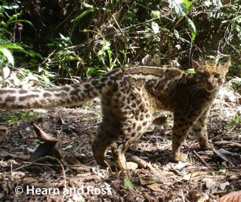 Kucing Hutan Untuk Dijual Malaysia Info Mengenai Kucing Hutan