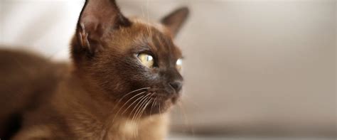 Burmese Cat Breed Information Characteristics 56 Off