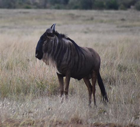 Antelope Gnu Photograph by Marta Pawlowski - Pixels