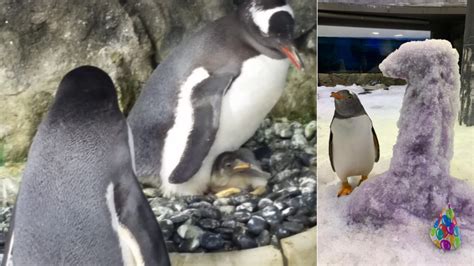 Sea Life Sydney Aquarium S Same Sex Penguin Power Couple Sphen And Magic Adopt Another Egg