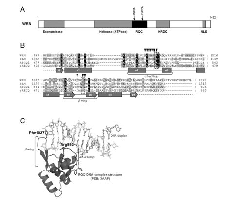 Structure and mutation sites of WRN helicase. (A) Domain structure of ...