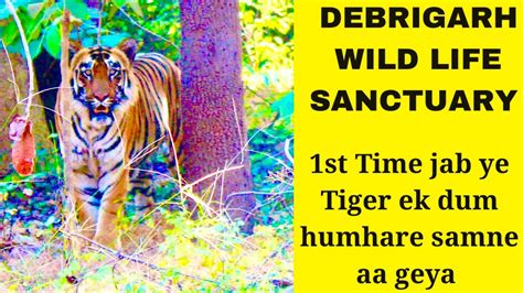 Royal Bengal Tiger Encountered At Debrigarh Wild Life Sanctuary