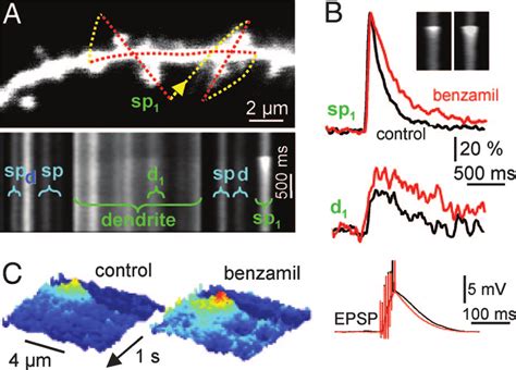 Ncx Activity Shapes Ca Transients In Dendritic Shafts And Spines