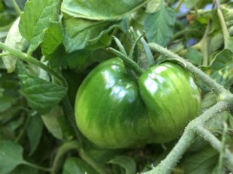 Sommer 2017 - Tomat 'Anna Russian' i haven. www.hannesolberg.cocone.dk ...