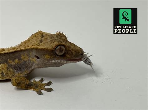 Can Crested Geckos Eat Crickets A Complete Feeding Guide