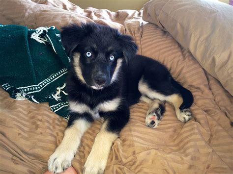 Goberian Puppy 11 Weeks Old Golden Retriever Siberian Husky Mix