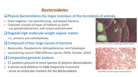 Phylum Bacteroidetes - Microbes World