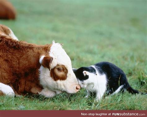 "You are a good cow" - FunSubstance