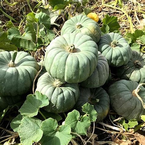 11 Amazing Green Pumpkin Varieties For Your Gorgeous Garden