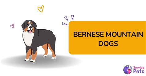 Bernese Mountain Dog Service Dogs (Surprising Truths Revealed)