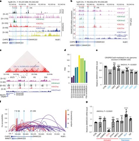TF-mediated chromatin hubs control SMARCD3 transcriptional activation ... 