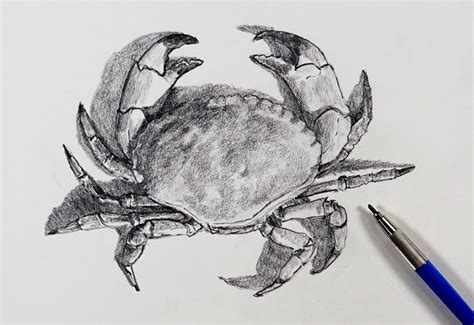 Blue Crab Sketch At Explore Collection Of Blue