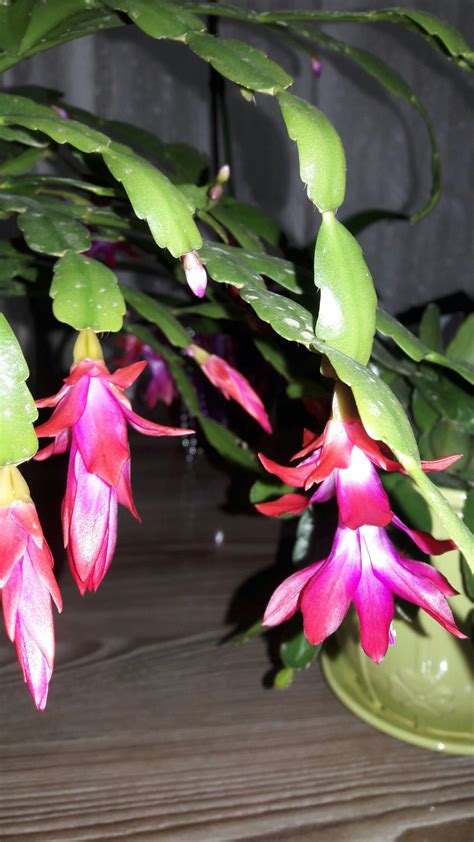 Holiday Cactus Care Detailed Guide To Grow An Old Favorite Artofit