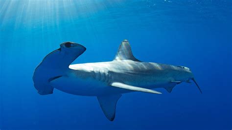 Odd Tale of a Spear Fisherman, a Shark, and a Surprise Attack