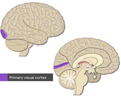 Visual cortex: location, types and functions | GetBodySmart