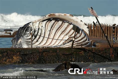 12米长巨型座头鲸在澳洲悉尼海滩搁浅死亡 神秘的地球 科学自然地理探索