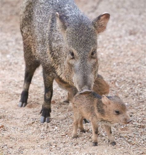 Javelina Arizona Stock Photos Pictures And Royalty Free Images Istock