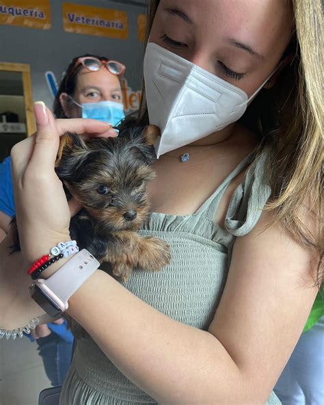 Grand Mission Consult What Is Buy Arvin Biewer Yorkshire Terrier Mini