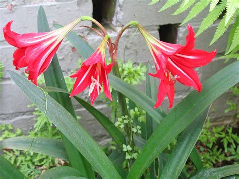 Saint Josephs Lily Beautiful Flora For Your Garden